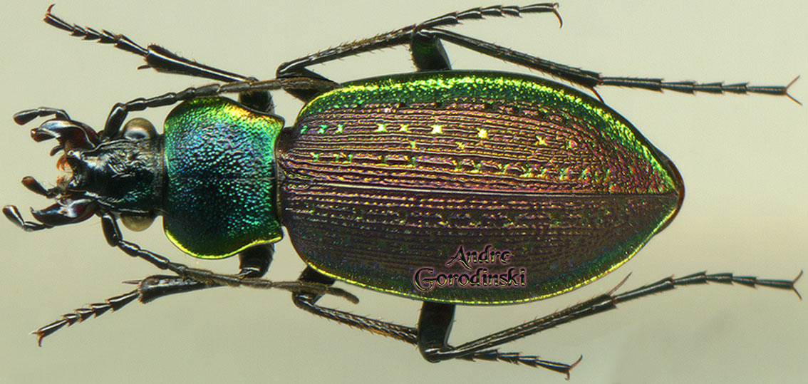 http://www.gorodinski.ru/carabus/Diocarabus aurocinctus.jpg